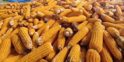 Kadar air jagung