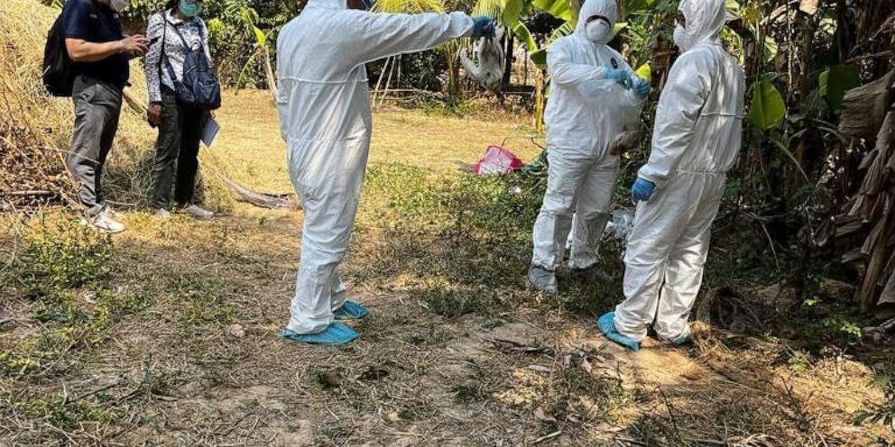 Kasus Flu Burung di Kamboja