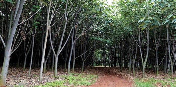 Tanaman pohon kayu Balsa tumbuh subur dalam usia 18 bulan