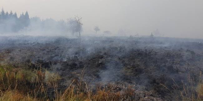 Kebakaran Hutan di Belgia Hanguskan 1.600 Hektare