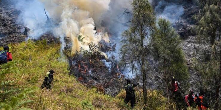 Kebakaran Hutan melanda Taman Nasional Gunung Bromo