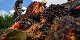 Konflik Timur Tengah Dorong Permintaan Minyak Sawit