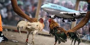 Korean Air melarang pengangkutan ayam jantan dalam penerbangan AS ke Filipina