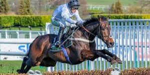 Kuda pacu lompat rintangan Constitution Hill
