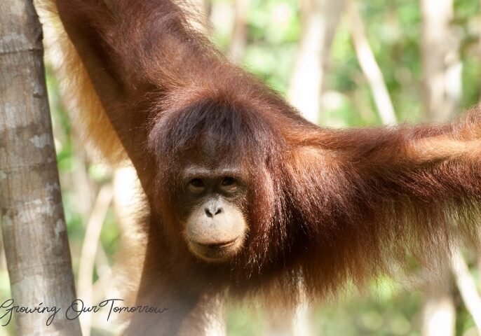 Orangutan Kalimantan (Foto: dok APP Group)