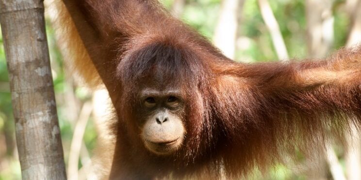 Orangutan Kalimantan (Foto: dok APP Group)