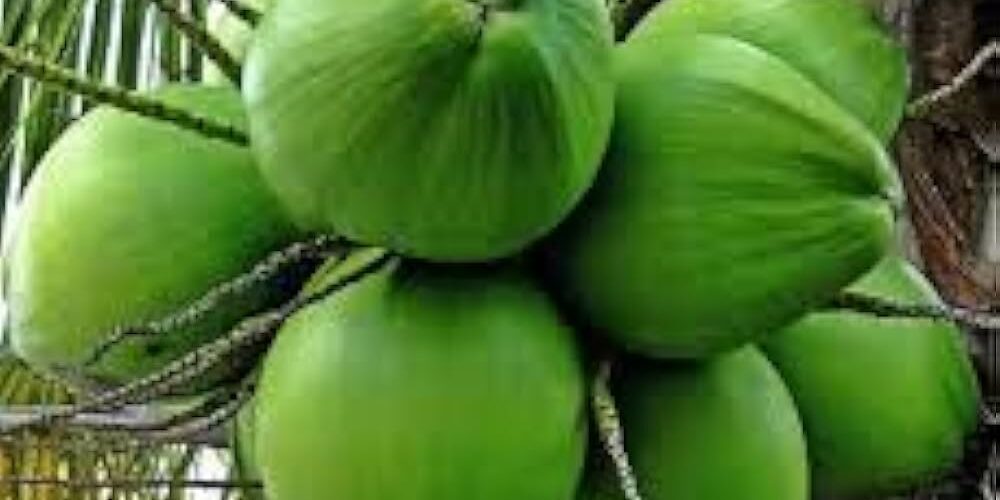 Malaysia kekurangan kelapa