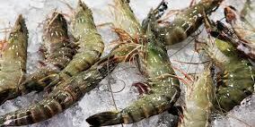Malaysia melarang impor udang dari Thailand