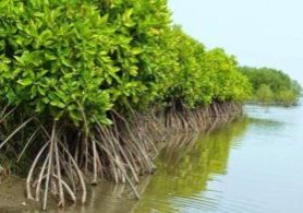 Melestarikan ekosistem mangrove