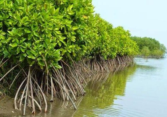 Melestarikan ekosistem mangrove