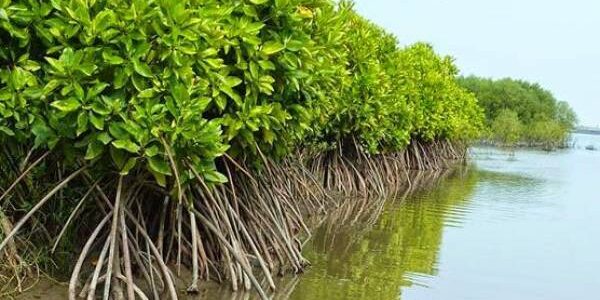 Melestarikan ekosistem mangrove