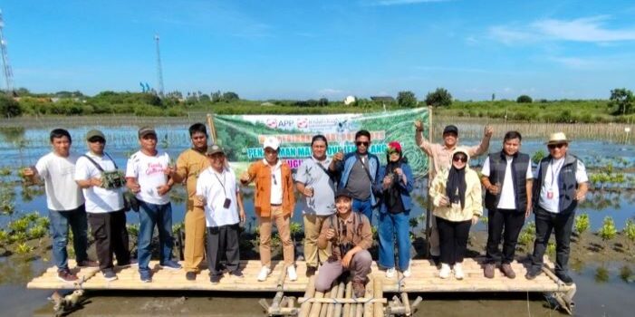 Penanaman tanaman Mangrove 