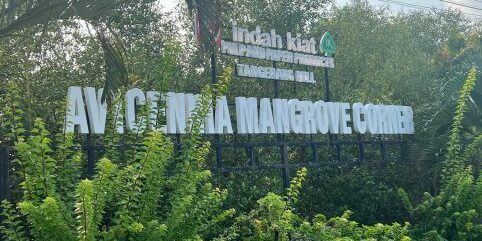 Indah Kiat Pulp & Paper Tangerang pulihkan Mangrove