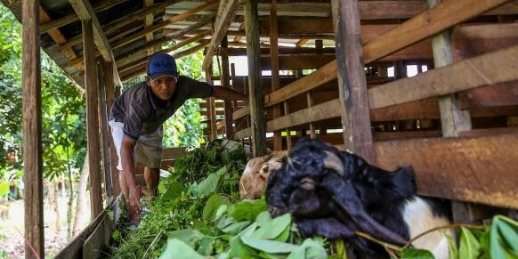Peningkatan kesejahteraan masyarakat melalui peternakan masyarakat

