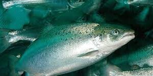 Mitsubishi Perluas Bisnis Budidaya Salmon