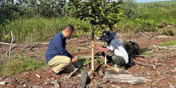 Penanaman tanaman di lahan gambut