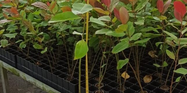 Tempat dimulainya siklus hidup pohon eucalyptus pellita, mendukung produksi pulp dan kertas APP Sinarmas