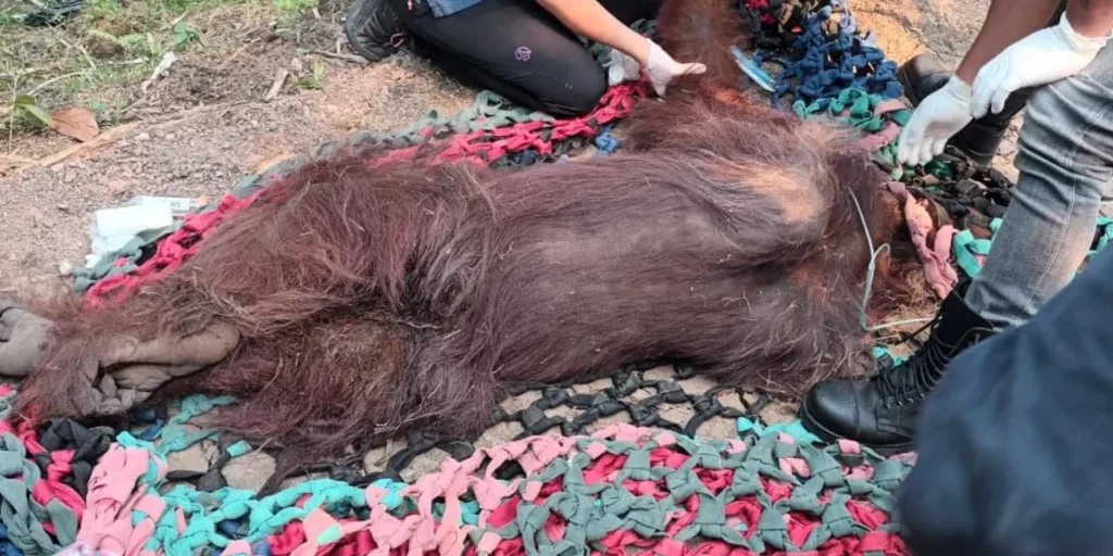 Orangutan jantan bernama Sampurna yang ditemukan lemas terpapar asap karhutla di Kalimantan Barat./Kemenhut

