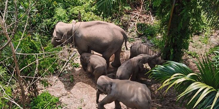 Konservasi gajah terpadu di Riau