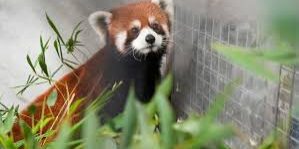Panda Merah