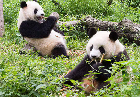 Panda dari China