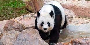Panda dari China