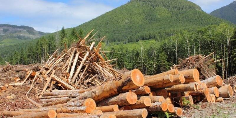 Hutan dan kayu di Indonesia. (Foto: dok ilustrasi)