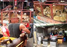 Perdangangan Daging Anjing di Korea Selatan