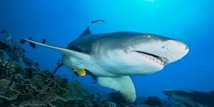 Perlindungan Yang Lebih Besar Ikan Hiu