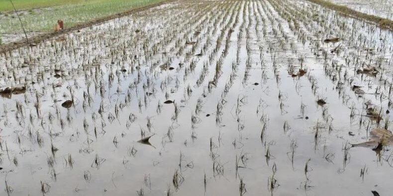 Areal persawahan siap tanam hancur dihantam banjir, terpaksa ulang tanam
