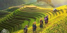 Bercocok Tanam Padi di Vietnam