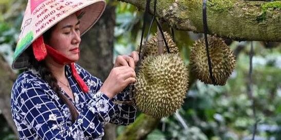 Petani Kopi Vietnam beralih tanam Durian