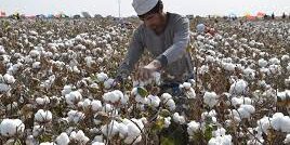 Petani dan Tanaman Kapas di Xinjiang