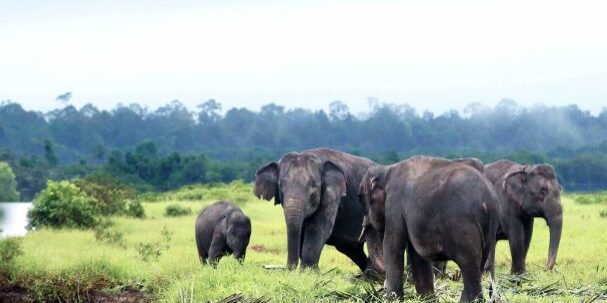 Arboretum menjadi kawasan konservasi, tempat tinggal bagi gajah Sumatra. (Foto: dok APP Sinarmas)