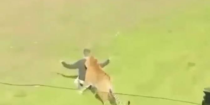 Pria Tewas Diserang Harimau
