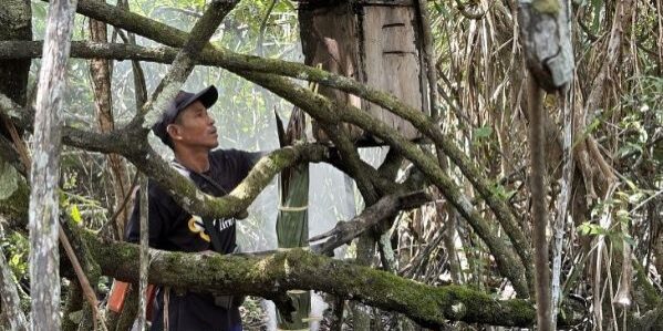 Proses panen madu di kawasan hutan Dusun Limang, Bangka Barat. Madu menjadi salah satu potensi hasil hutan nonkayu yang terus dikembangkan KTH Padang Harapan Limang