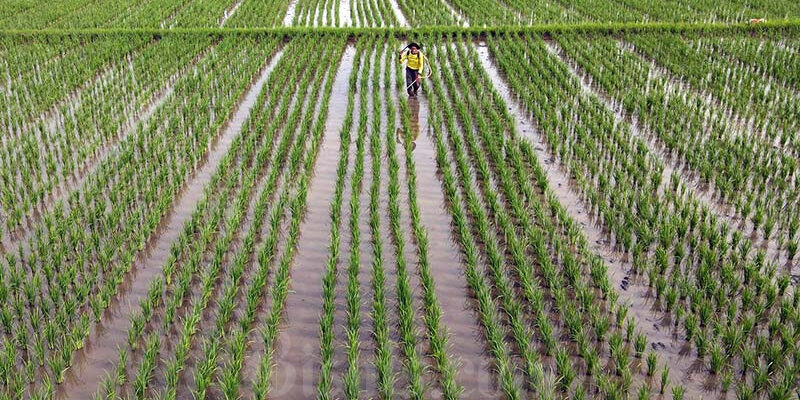 Petani beraktivitas di lahan persawahan di kawasan Teluk Naga, Kabupaten Tangerang, Banten, Senin (17/1/2022)

