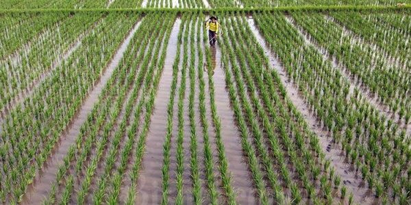 Petani beraktivitas di lahan persawahan di kawasan Teluk Naga, Kabupaten Tangerang, Banten, Senin (17/1/2022)

