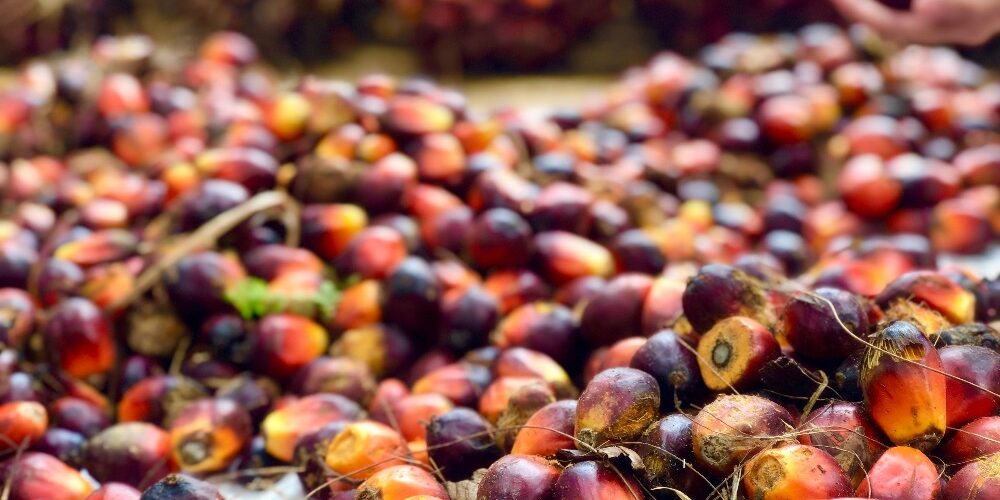 Kumpulan buah sawit yang telah lepas dari tandan sebelum dikirim ke pabrik kelapa sawit PT Sahabat Mewah dan Makmur, Belitung Timur, Rabu (28/8/2024).

