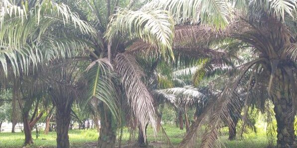 Tanaman Kelapa Sawit tidak terawat yang ditanam di taman kota di Jakarta Utara. (Foto: Fadmin Malau)