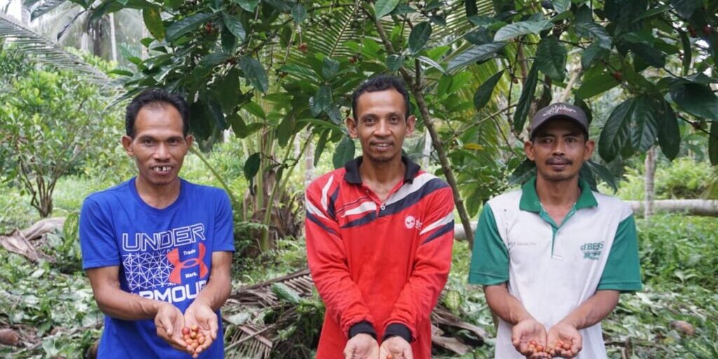 Budi (tengah) dan rekan-rekan Kelompok Tani Karya Lestari memanen biji kopi liberica