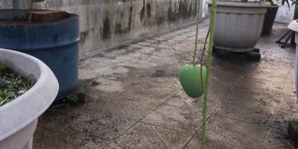 Mak Pak Kim bertanam Mangga di Rumah Toko lantai empat tanpa lahan tanah, bisa panen Mangga dengan mempergunakan pot. (Foto: Fadmin Malau)

