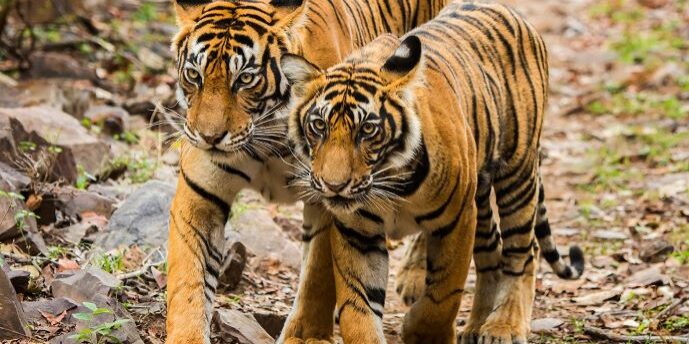 Harimau Sumatra. (Foto: Dok APP Group)