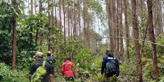 Operasi Sisir Jerat di Hutan Tanaman Industri (HTI) Eucalyptus APP Group Sinarmas