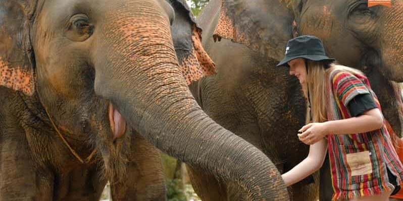 Turis Spanyol Tewas Ditabrak Gajah Yang Panik