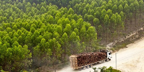 Hutan Tanaman Industri (HTI) APP Group dengan ESG secara transparan. (Foto: dok APP Group)