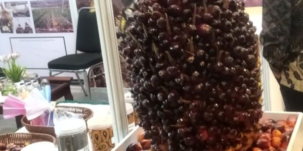 Tanda Buah Segar (TBS) kelapa sawit yang dipamerkan pada TPOMI2026 di Adi Mulia Hotel Medan. (Foto: Fadmin Malau)