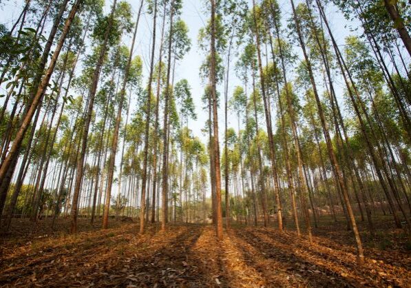 “Hutan Kertas” 