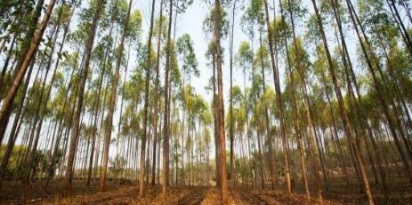 Hutan Tanaman Industri (HTI) tanaman Eucaliptus milik APP Group