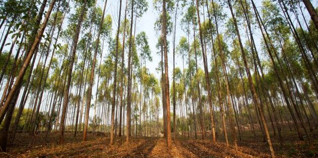 “Hutan Kertas” 